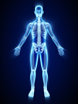 skeleton