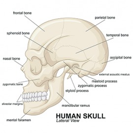 skull