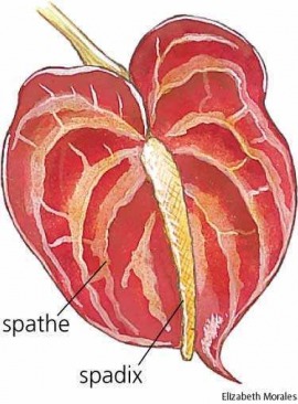 spadix