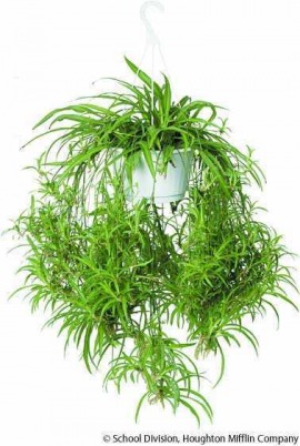 spider plant