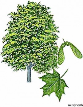 sugar maple