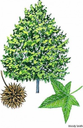 sweet gum