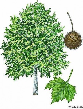 sycamore