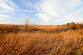tallgrass