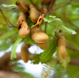 tamarind