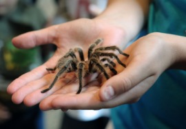 tarantula