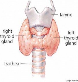 thyroid gland