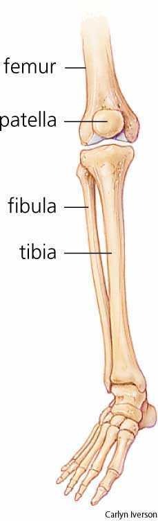 tibia