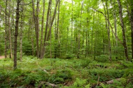 underbrush