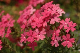 verbena