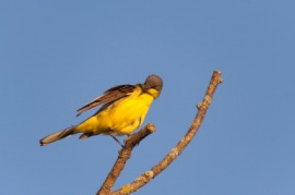 wagtail