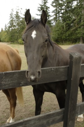 walking horse