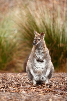 wallaby