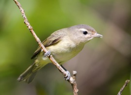 warbling vireo