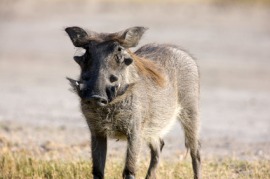 wart hog