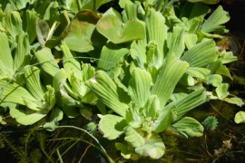 water lettuce