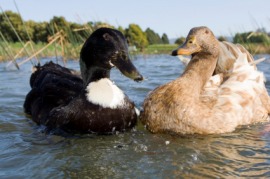 waterfowl