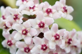 wax plant