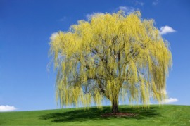 weeping willow