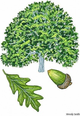 white oak