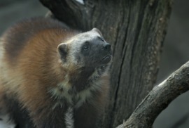 wolverine