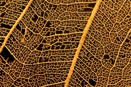 xylem