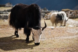 yak