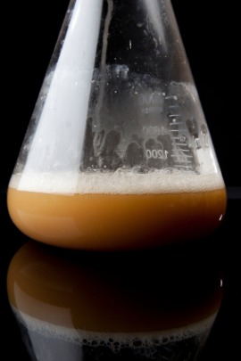 yeast