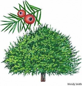yew