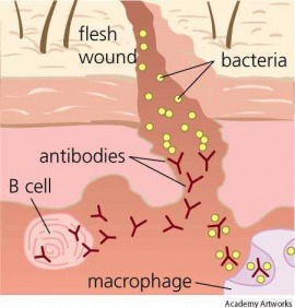 antibody