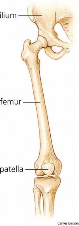femur