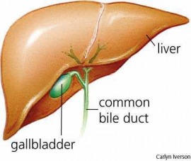 gallbladder
