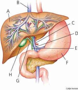 liver