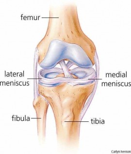 meniscus