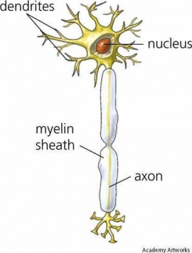 neuron