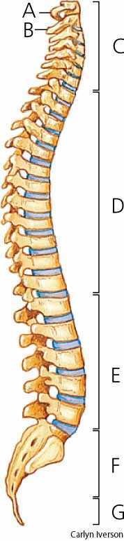 spinal column