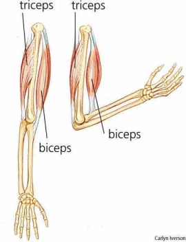 triceps