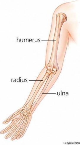 ulna