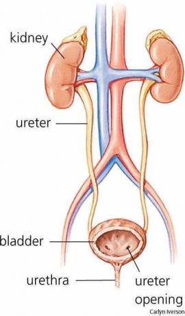 urinary tract