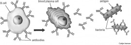 antibody