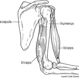 biceps