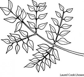 bipinnate