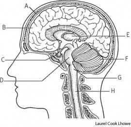 brain