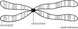 chromosome