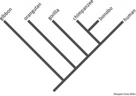 cladogram
