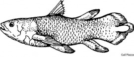 coelacanth
