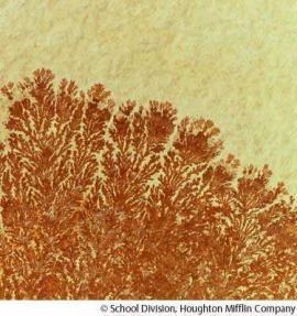 dendrite