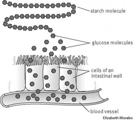 digestion