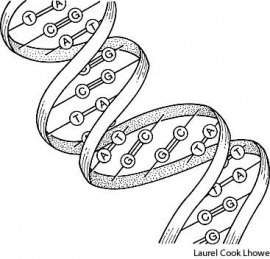 DNA