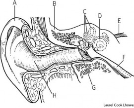 ear